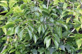 Image result for Celtis