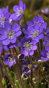 In questa sezione abbiamo raccolto le foto di fiori ed erbe spontanee scattate durante le nostre escursioni sui sentieri della val borbera. 370 Idee Su Fiori Spontanei Fiori Bellissimi Fiori Piante