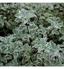 Image result for Pittosporum tenuifolium