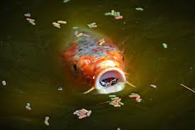 Koi make great farm pond fish, as they help control algae. Caring For Koi Fish Tips For Keeping Healthy Pond Fish