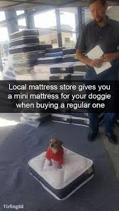 Pin By Elsa On It S A Funny World Cute Animals Cute Baby Animals Funny Animal Pictures