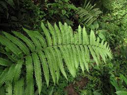 Image result for Ctenitis