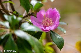 Image result for Heinsia zanzibarica