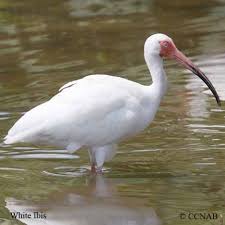 Birds Native To Virginia Wading Birds White Ibis North America North American Bird Types