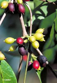 Image result for Dictyophleba