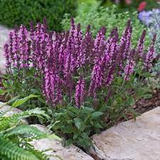 Salvia New Dimension Deep Rose Perennial Blooms 1st Year Seeds Salvia Plants Flowers Perennials Perennial Plants