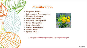 Image result for Bignoniaceae