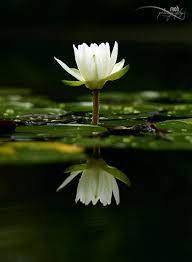 Pin By Svitlana Lesyk On Natural Essence Water Lilies Flowers Water Flowers