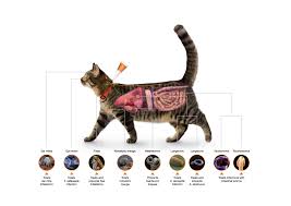 Advocate Spot On For Large Cats Over 4kg X 1 Dose Petsegypt Com