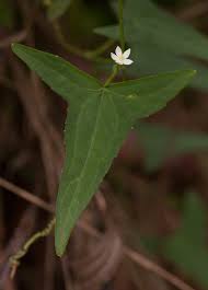 Image result for Zehneria tridactyla