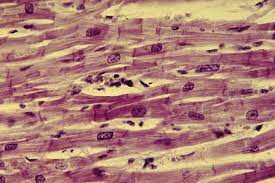 Chapter 4 3 4 4 Flashcards Human Anatomy And Physiology Anatomy And Physiology Human Anatomy Drawing