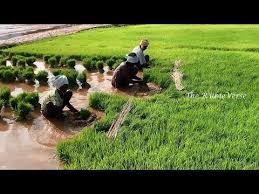 Step By Step Growing Rice Paddy Farming Paddy Rice Cultivation In Tamil Growing Rice Rice Paddy Farm