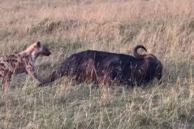 VIDEO - Hyena finds a sick buffalo and starts eating it