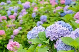 Jawabannya adalah bunga matahari atau himawari jika disebut dalam bahasa jepang. 6 Tanaman Jepang Cantik Selain Sakura