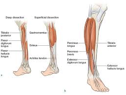 The main tendons of the foot include: Lower Legs And Feet Running Anatomy Sports Anatomy