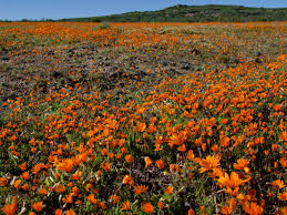 We did not find results for: A Guide To South Africa S Spring Flowers Wild Flowers African Overland Tours