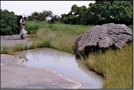 Image result for Vernonia galamensis