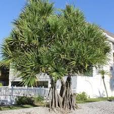 Image result for Pandanus