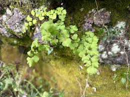 Image result for Adiantum poiretii
