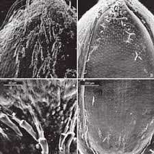 Image result for Panicum habrothrix