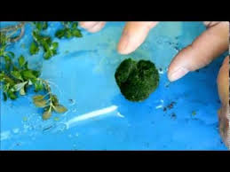 13 Benefits Of The Marimo Moss Ball Pethelpful Marimo Moss Ball Marimo Moss Marimo