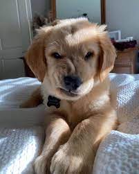 Perritos En Situaciones Random On Twitter In 2021 Cute Baby Animals Baby Dogs Cute Baby Dogs