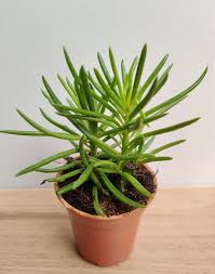 Image result for Senecio barbertonicus