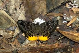 Image result for Trichoneura