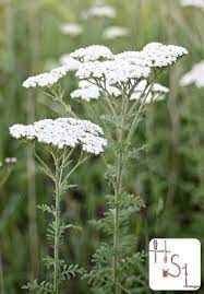 Pin On Gardening