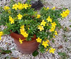 Image result for Allamanda schottii