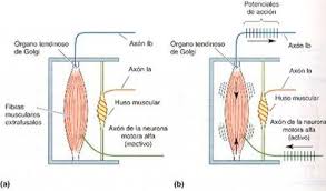 Tono Muscular Normal y sus Alteraciones. Ft. Rocío del Pilar ...