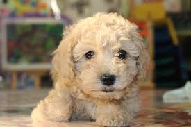 This is truly a basic dog training book. Goldendoodle Puppies The Ultimate Guide For New Dog Owners The Dog People By Rover Com