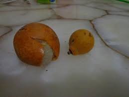 A gabiroba pode ser consumida in natura ou na forma de sucos e sobremesas. Las 23 Frutas Exoticas Que Si O Si Debes Probar En Santa Cruz Eju Tv