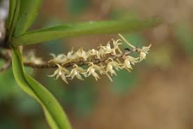 Image result for Ypsilopus