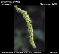 Image result for Girardinia