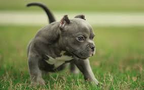 Pitbull terrier terrier dogs bully pitbull blue nose pitbull bull terriers puppy care pet puppy dog cat pomeranian puppy. Download Wallpapers Pit Bull Puppy Lawn Dogs Pit Bull Terrier Gray Pit Bull Pets Pit Bull Dog For Desktop Free Pictures For Desktop Free