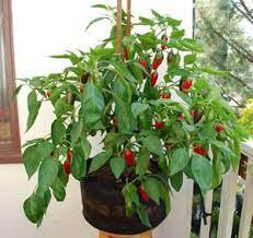 Choosing The Best Container Gardening Vegetables Growing Vegetables Growing Peppers Container Gardening Vegetables