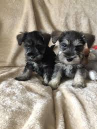 It is an energetic, active dog; Kc Reg Top Quality Miniature Schnauzer Puppies Saint Lucia Miniature Schnauzer Puppies Dog Breeders Gallery