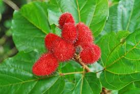 Image result for Bixaceae