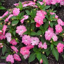 Image result for Impatiens sylvicola