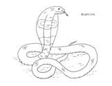 Some of the colouring page names are king cobra coloring beautiful coloring excelent king cobra coloring image ideas, large coloring for adults tags big coloring king cobra coloring, larget amazon snake anaconda coloring coloring sky, king cobra coloring fun, king cobra snake drawing at getdrawings, cobra template small, pin on reptile. King Cobra Worksheets Teaching Resources Teachers Pay Teachers