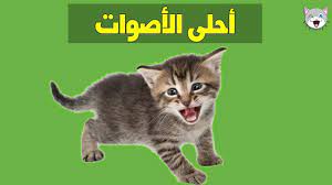 صوت القطط الأكثر تأثير في الأطفال youtube