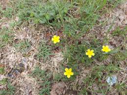 Image result for Tribulus zeyheri