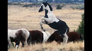 A herd consists of one stallion, and around eight females and their young, though separate herds have been known to mix when they are in danger,. Wild Horses Mustangs Of Oregon Youtube