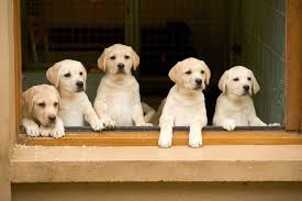 Customize your floor plan, then drag and drop to decorate. 15 Best Dog Breeds For Travel Types Of Dogs For Pet Travel