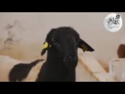 سلالة الدمان الحر مواصفات و مميزات Youtube Dogs Animals