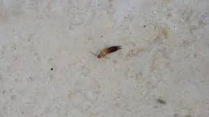 مكافحة الحشرات والقوارض بشكل قاطع شركة صقر الكويت animals insects