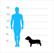 Image result for alpský brakýř jezevčíkovitý