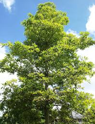 Image result for Terminalia boivinii
