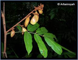 Image result for Connaraceae